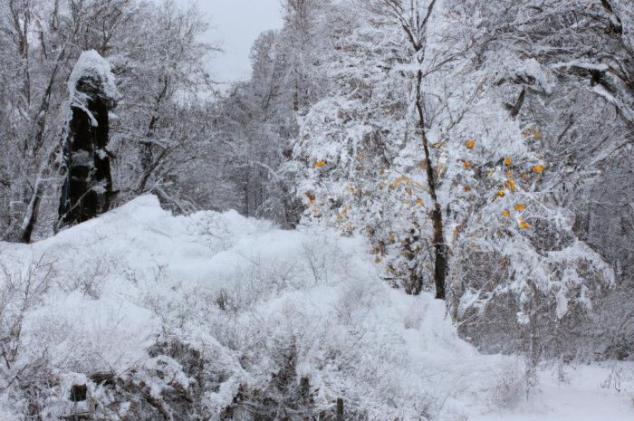 Lobelia – zimowanie rośliny w warunkach ogrodowych