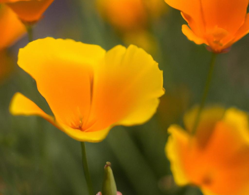 Cebulica syberyjska – uprawa, rozmnażanie i sadzenie. Jak uprawiać te kwiaty?