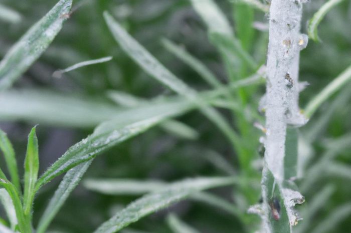 Mączlik szklarniowy: charakterystyka, szkodliwość, występowanie, zwalczanie