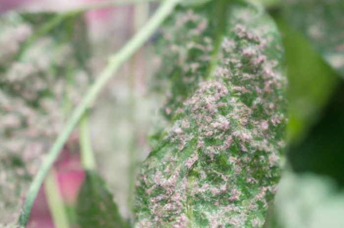 Mączniak prawdziwy – objawy, zwalczanie i profilaktyka. Co charakteryzuje tę chorobę roślin?