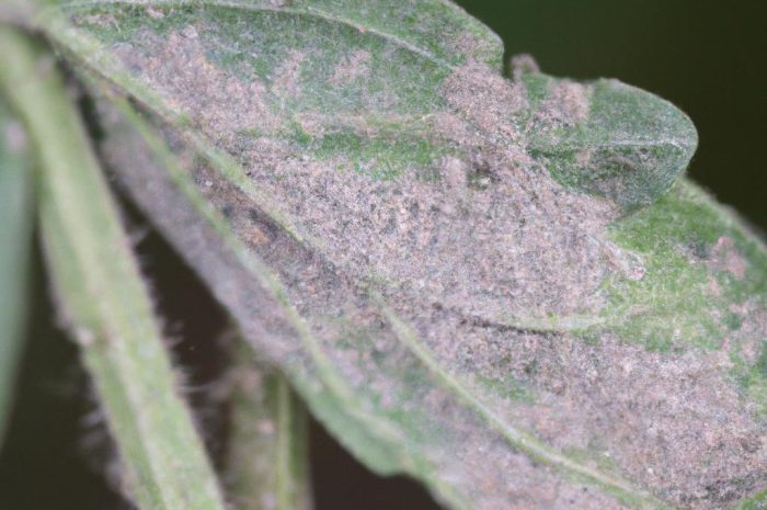Mączniak rzekomy – charakterystyka. Objawy, zwalczanie, zapobieganie. Dowiedz się więcej o groźnej chorobie liści