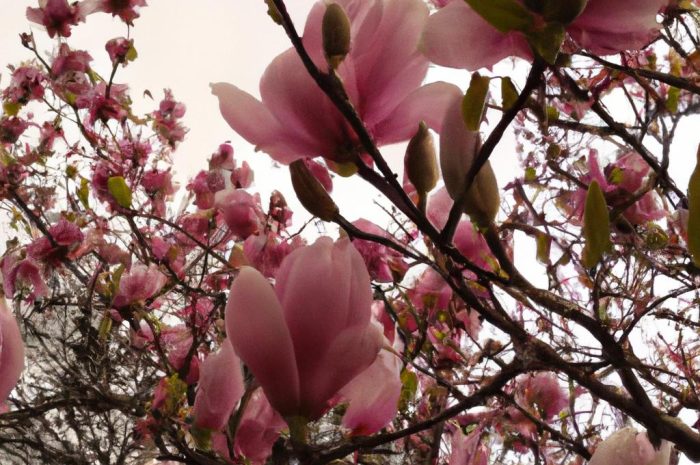 Magnolia „Susan” – najpopularniejsza z odmian krzewu magnolii. Jak wygląda uprawa tej rośliny?