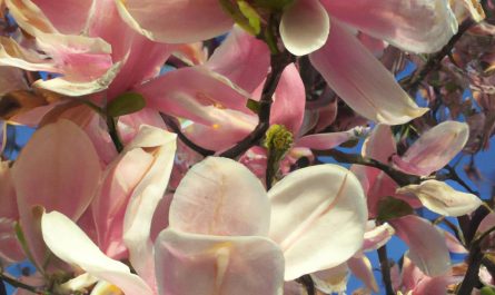 Cebulica syberyjska – uprawa, rozmnażanie i sadzenie. Jak uprawiać te kwiaty?