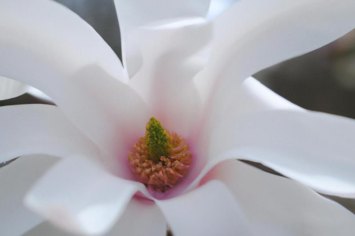 Magnolia soulangeana (Magnolia ×soulangeana) – co to za roślina? Sprawdź, jakie wymagania uprawowe ma magnolia pośrednia!
