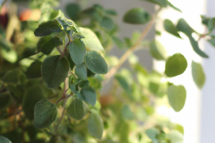 Majeranek – uprawa rośliny w doniczce i ogrodzie. Zobacz, jakie wymagania ma majeranek ogrodowy!