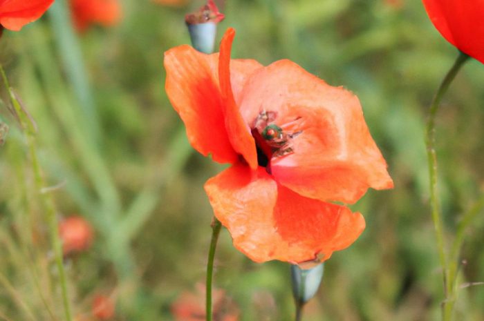 Mak polny – jak uprawiać? Czy Papaver rhoeas jest chwastem? Poznaj uprawę i pielęgnację tej rośliny