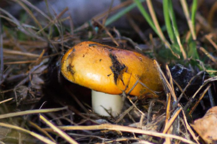 Maślak błotny – opis jadalnego grzyba z rodziny maślakowatych