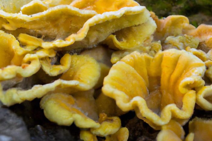 Maślak zwyczajny (Suillus luteus) – jadalny grzyb rosnący w lasach iglastych