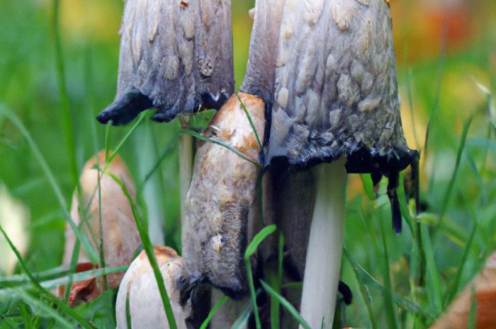 Maślanka wiązkowa – charakterystyka popularnego grzyba z rodziny pierścieniakowatych