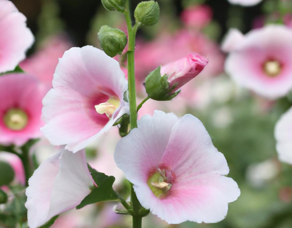 Cebulki kwiatowe wiosenne – co sadzić wiosną? Wybór roślin cebulowych i sadzenie cebulek