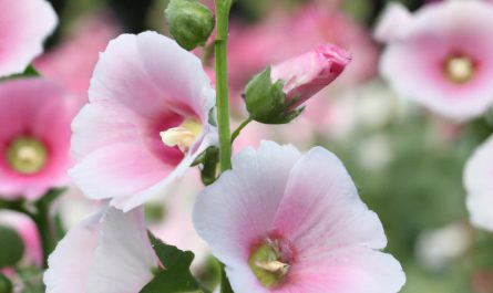 Cebulki kwiatowe wiosenne – co sadzić wiosną? Wybór roślin cebulowych i sadzenie cebulek