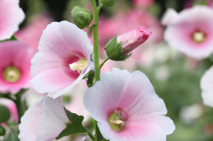 Malwa ogrodowa – uprawa, pochodzenie i odmiana tej rośliny