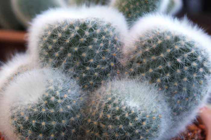 Mammillaria – kaktusowe piękno!