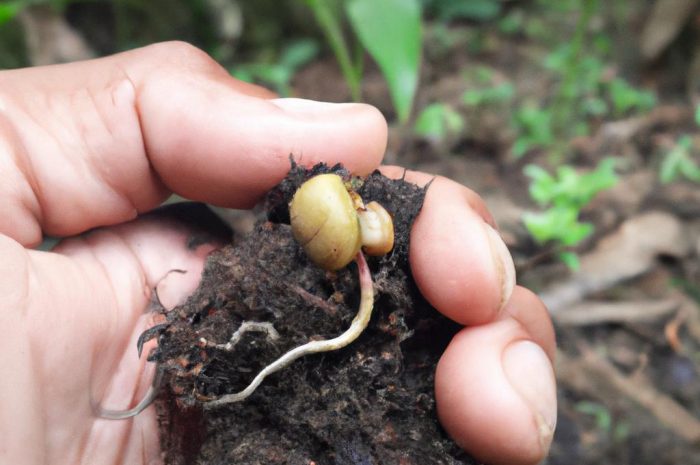 Mandarynki z pestki. Jak wyhodować drzewko mandarynkowe w domu?