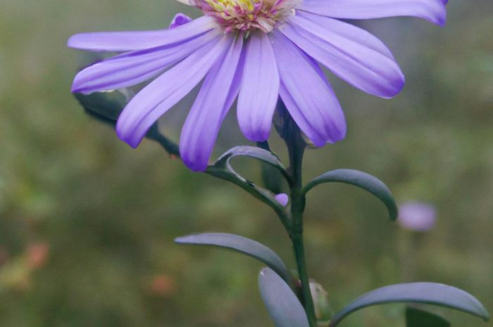 Marcinki – kwiaty. Najpiękniejsze rośliny ozdobne jesieni. Astry pielęgnacja i rozmnażanie. Czy są łatwe w uprawie?