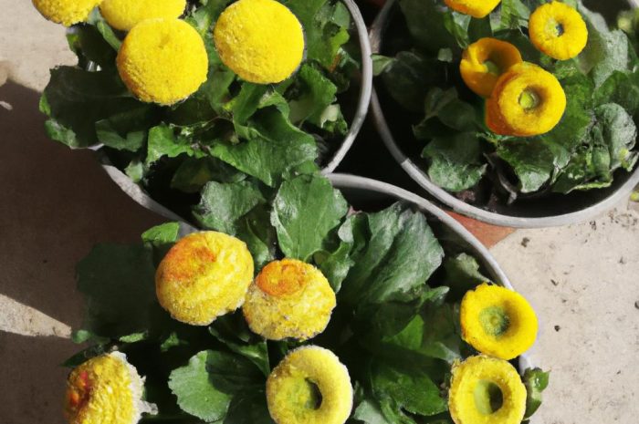 Margaretka na pniu – zimowanie, uprawa i pielęgnacja margaretki w doniczce w ogrodzie