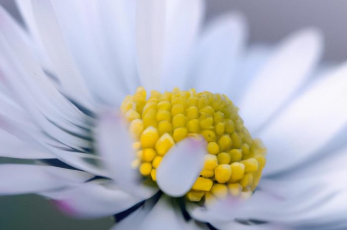 Margerytka (kwiat) – królowa naturalistycznych rabat i rustykalnych kompozycji. Poznaj wymagania tej pięknej byliny