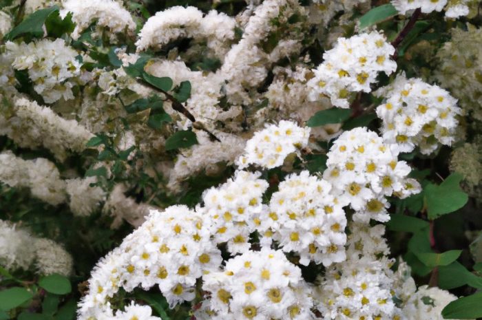 Marzanka wonna – poznaj sposób uprawy oraz właściwości lecznicze ziela