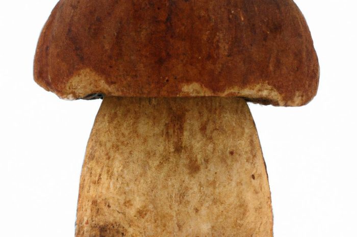 Maślak lepki – charakterystyka popularnego gatunku grzyba mikoryzowego