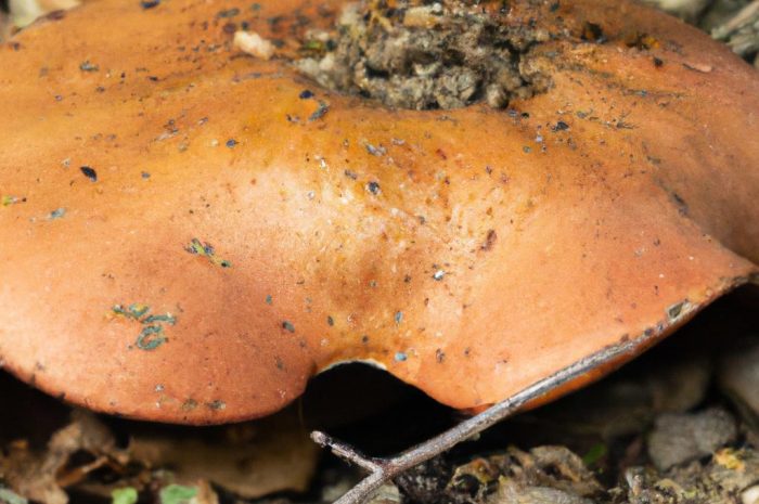 Maślak rdzawobrązowy – charakterystyka jadalnego grzyba