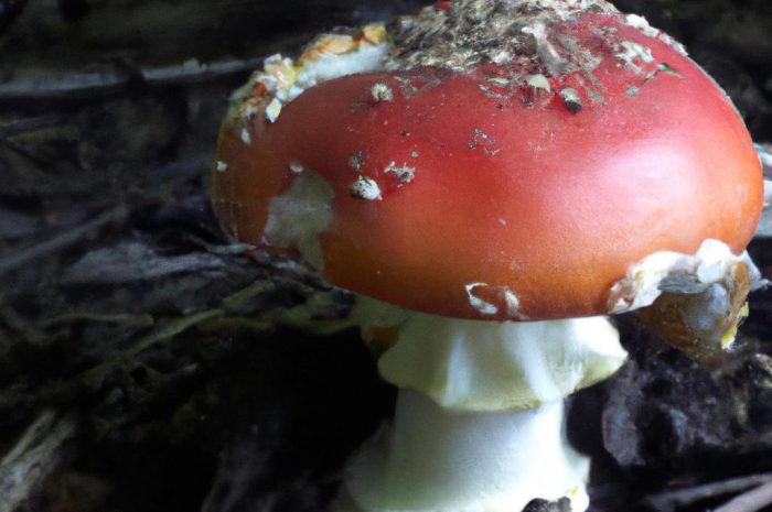 Maślak trydencki – charakterystyka gatunku grzyba