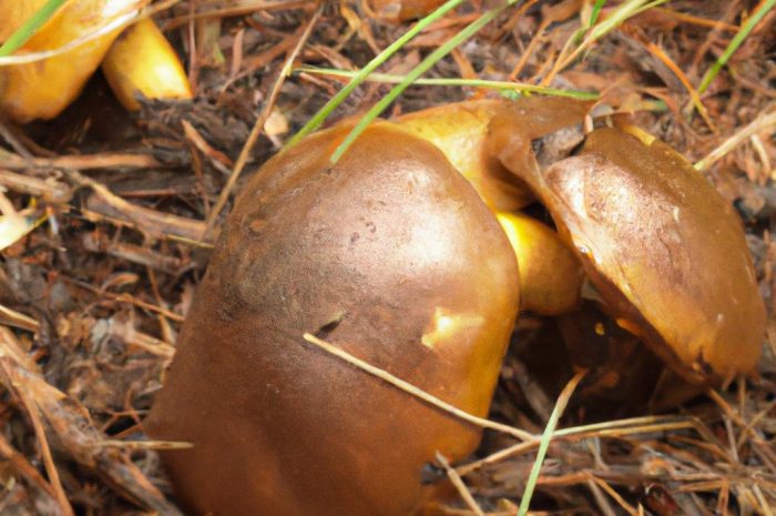 Maślak ziarnisty (Suillus granulatus) – smaczny grzyb rosnący pod sosnami