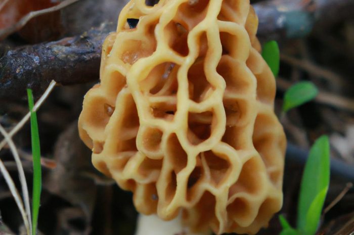 Maślak żółtawy — właściwości i opis grzyba z rodziny maślakowatych