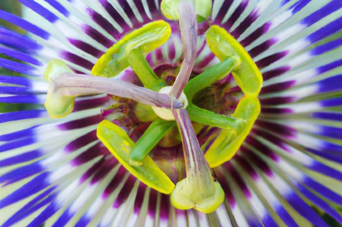 Męczennica błękitna (Passiflora caerulea) – kwiat Męki Pańskiej. Jak wygląda uprawa męczennicy?