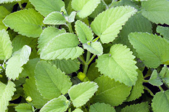 Melisa – uprawa zioła o właściwościach uspokajających. Sprawdź, jak je uprawiać i pielęgnować!