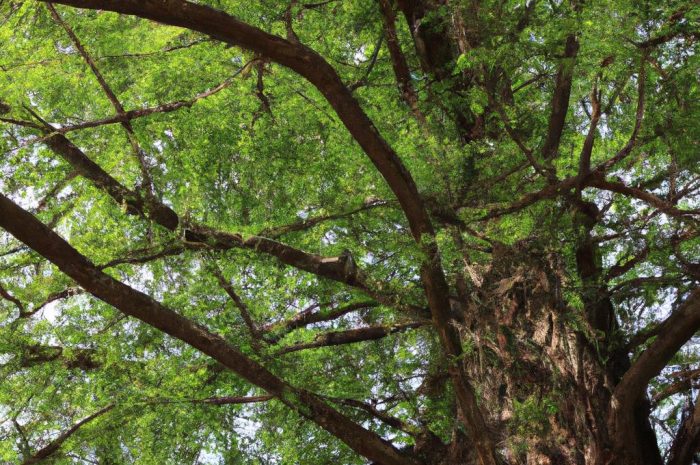 Metasekwoja chińska – odmiany, wymagania i uprawa