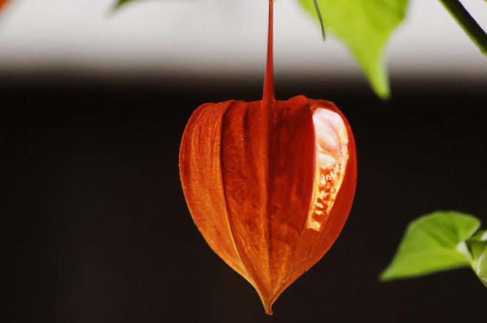 Miechunka rozdęta – jak uprawiać i troszczyć się o lampion chiński?