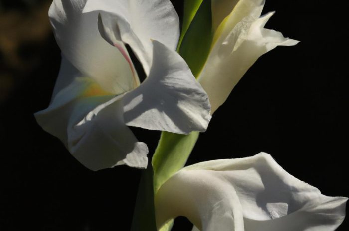 Mieczyk abisyński – uprawa, pielęgnacja i rozmnażanie