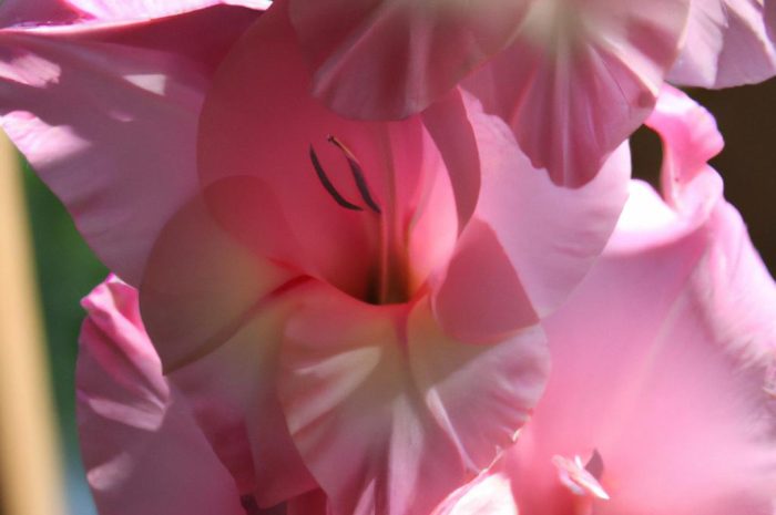 Mieczyk ogrodowy na terenie zielonym – sprawdź ciekawe i przydatne informacje na temat jego sadzenia i uprawy!