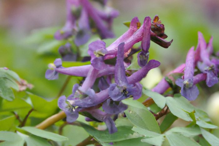 Miłek wiosenny – uprawa, rozmnażanie, właściwości. Jak pielęgnować tę roślinę we własnym ogrodzie?