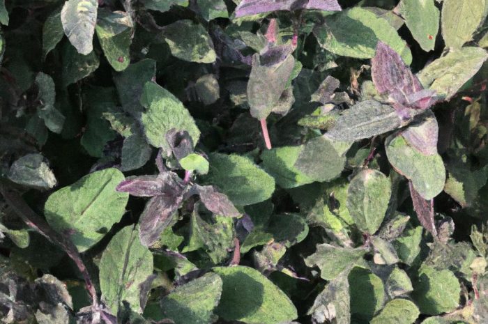 Mierznica czarna – poznaj warunki uprawy, właściwości i jej zastosowanie