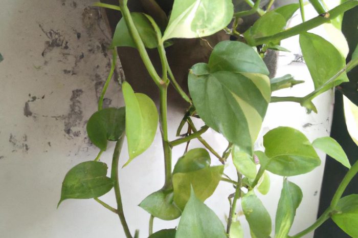 Miesiącznica roczna (Lunaria annua) – uprawa i pielęgnacja