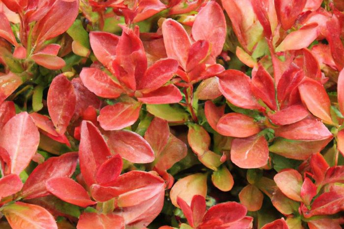 Mietelnik żakula – charakterystyka, uprawa i rozmnażanie Kochia scoparia!