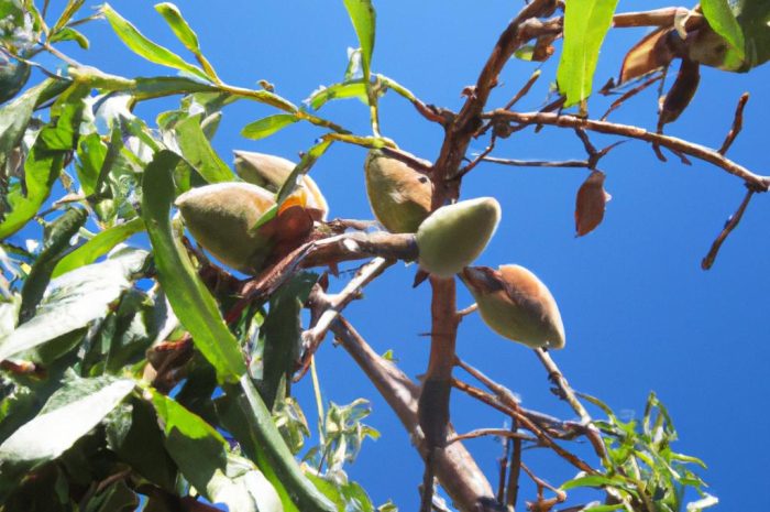 Migdałowiec trójklapowy, migdałek – czy ten krzew daje migdały? Jak zająć się jego uprawą?