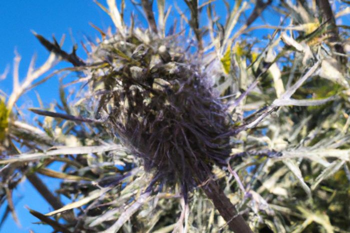 Mikołajek nadmorski (Eryngium maritimum) – czy można go hodować w przydomowym ogrodzie? Występowanie chronionej rośliny