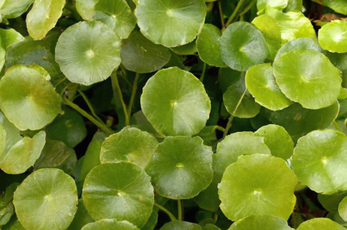 Mikołajek płaskolistny – wymagania, uprawa, pielęgnacja