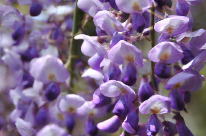 Milin amerykański – uprawa i pielęgnacja pnącza o zjawiskowych kwiatach