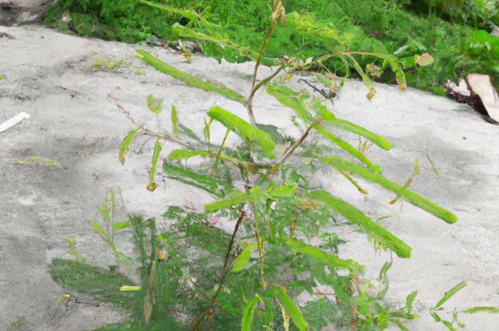 Mimoza – uprawa i pielęgnacja