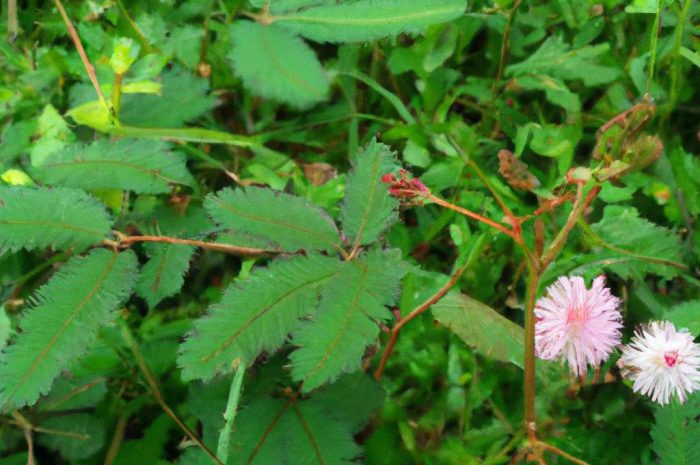 Mimoza wstydliwa – roślina doniczkowa dla pasjonatów gatunków egzotycznych