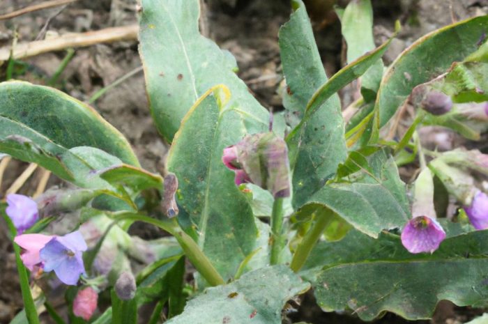 Miodunka ćma – występowanie i uprawa Pulmonaria obscura Dumort