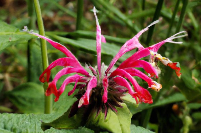 Miodunka plamista – co to za roślina? Poznaj sposoby na jej uprawę