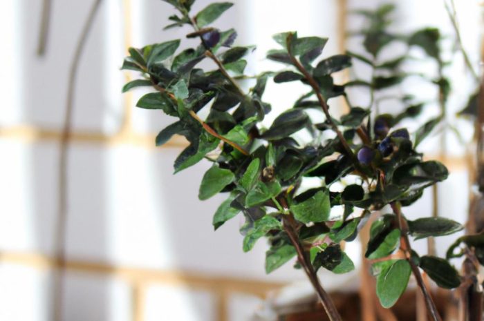 Mirt pospolity – zielona roślina ozdobna do twojego mieszkania