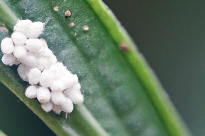 Miseczniki i tarczniki – poznaj naturę tych szkodników. Jak skutecznie z nimi walczyć?