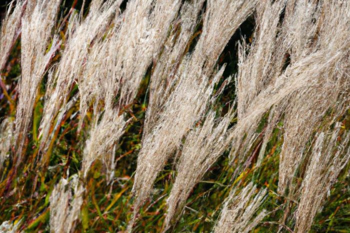 Miskant 'Boucle’ – mało wymagająca odmiana miskanta chińskiego! Sprawdź, co warto o niej wiedzieć!