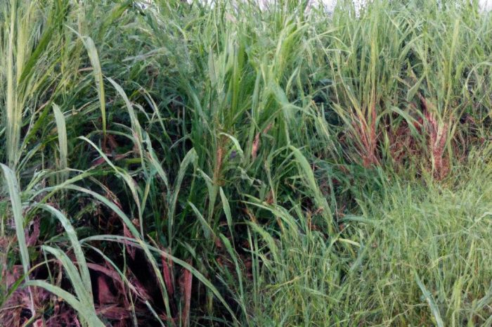 Miskant cukrowy (Miscanthus sacchariflorus). Uprawa i pielęgancja trawy