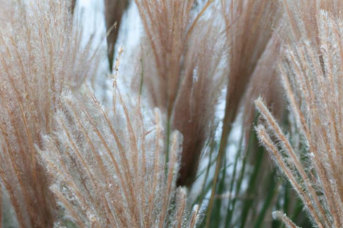 Miskant olbrzymi, czyli trawa słoniowa – uprawa i pielęgnacja